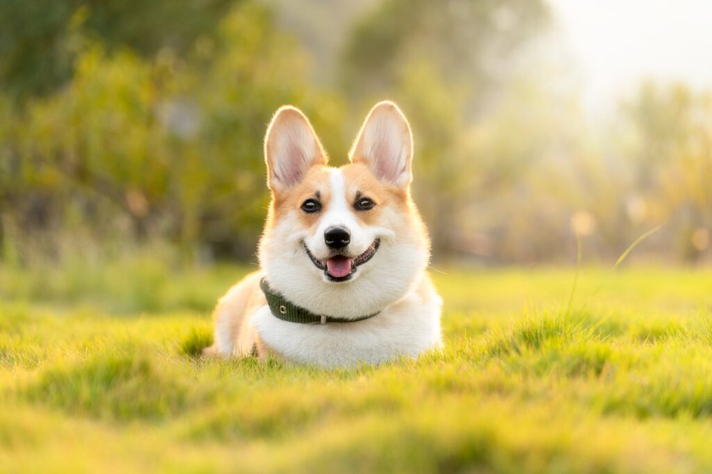 Professional pets content writing helps your brand connect with animal lovers through empathy, clarity, and expertise. From blog posts to product guides, Formula Write Solutions crafts compelling, SEO-optimised content that builds trust and engagement in the growing pet industry.
