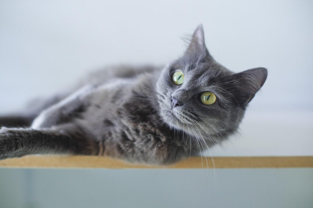 Professional pets content writing helps your brand connect with animal lovers through empathy, clarity, and expertise. From blog posts to product guides, Formula Write Solutions crafts compelling, SEO-optimised content that builds trust and engagement in the growing pet industry.