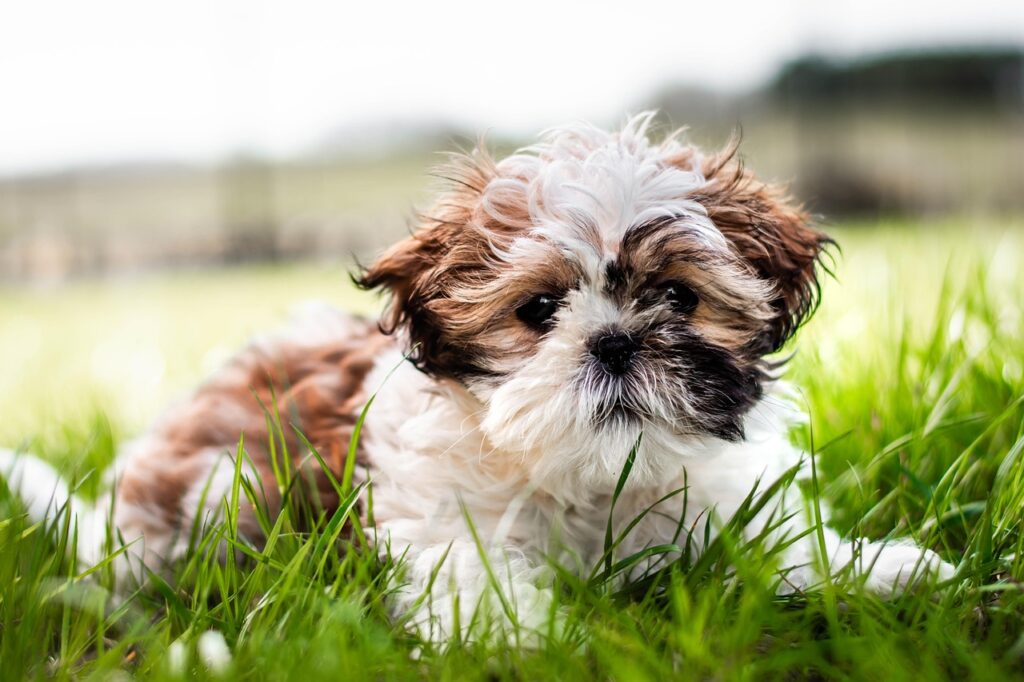 Professional pets content writing helps your brand connect with animal lovers through empathy, clarity, and expertise. From blog posts to product guides, Formula Write Solutions crafts compelling, SEO-optimised content that builds trust and engagement in the growing pet industry.