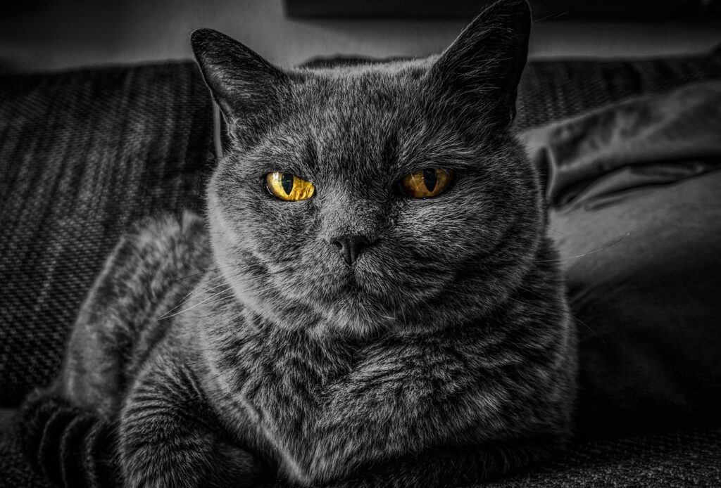 Professional pets content writing helps your brand connect with animal lovers through empathy, clarity, and expertise. From blog posts to product guides, Formula Write Solutions crafts compelling, SEO-optimised content that builds trust and engagement in the growing pet industry.